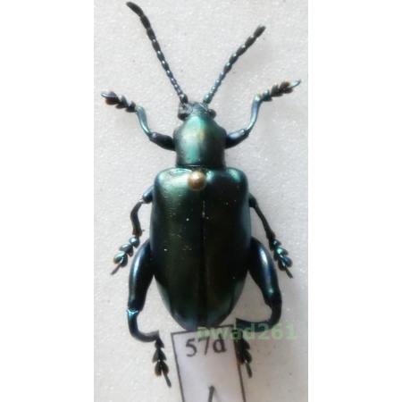 Sagra femorata (Drury, 1773) Indonesia, Java57d